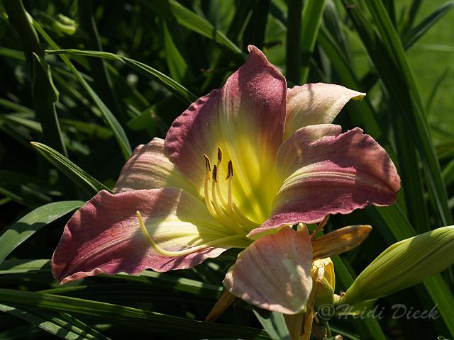 Hemerocallis Lavender Loveliness.JPG